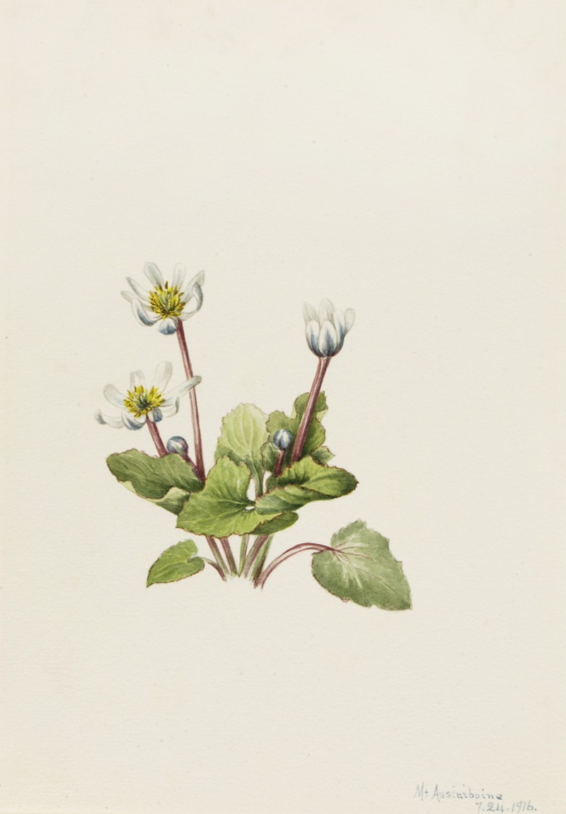Mary Vaux Walcott - Elkslip (Caltha leptosepala)