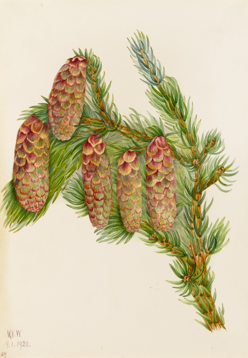 Mary Vaux Walcott - Engelmann Spruce (Picea engelmanni)