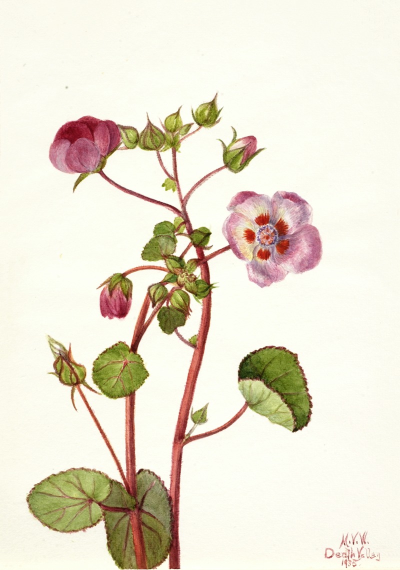 Mary Vaux Walcott - Eremalche rotundifolia