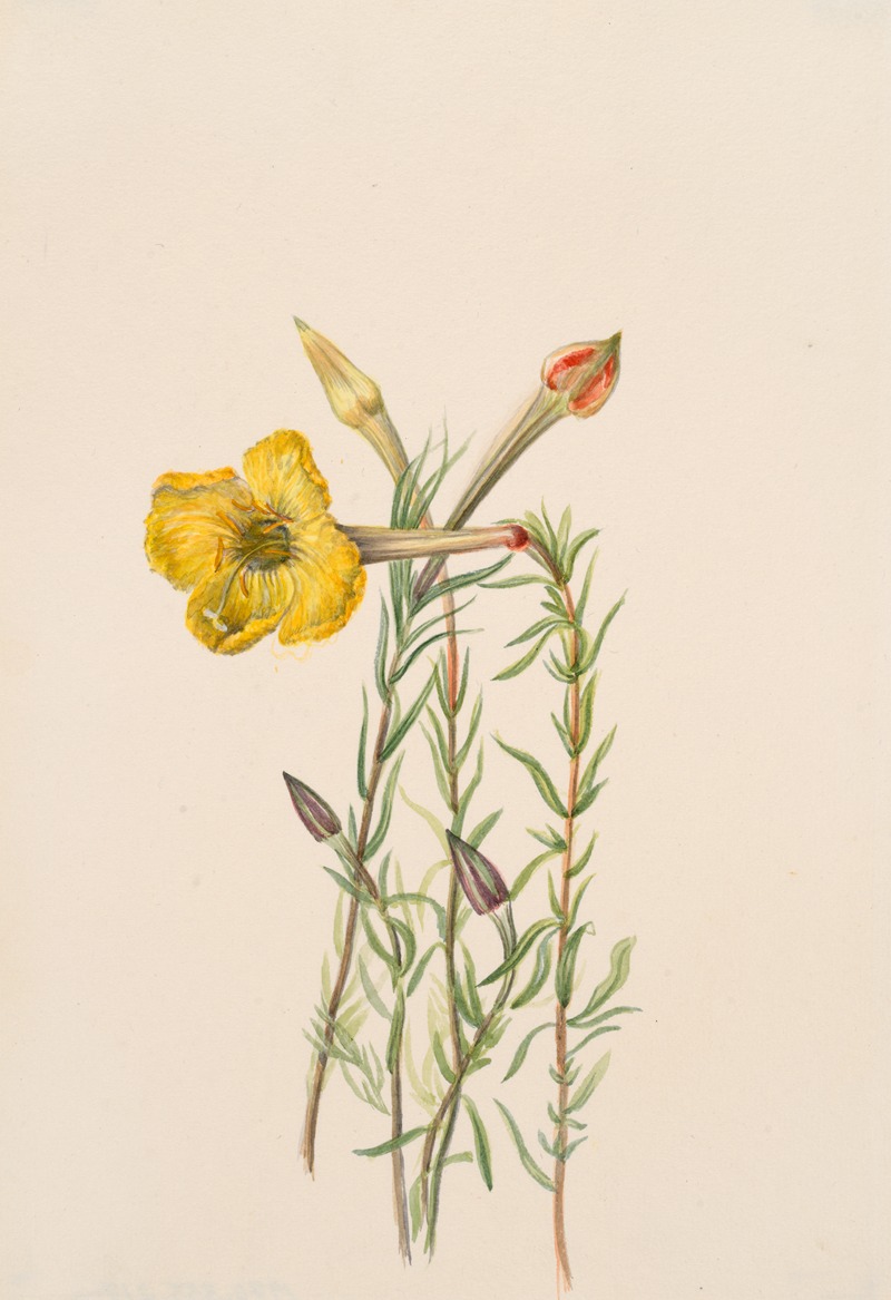 Mary Vaux Walcott - Evening Primrose (Oenothera lavandalaefolia)