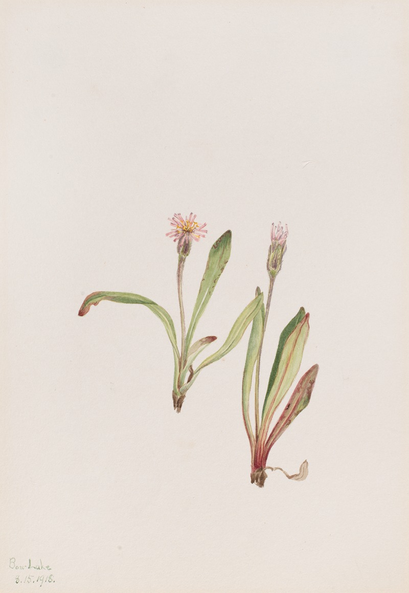 Mary Vaux Walcott - False Dandelion (Agoseris carnea)