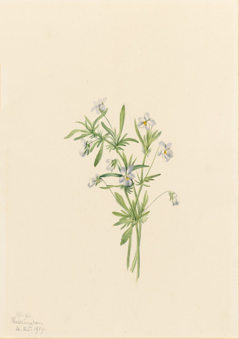 Mary Vaux Walcott - Field Violet (Viola rafinesquii)