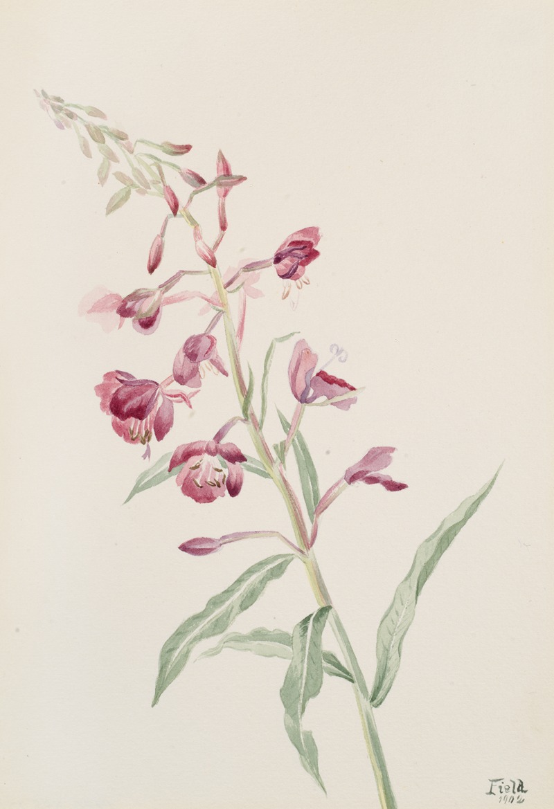 Mary Vaux Walcott - Fireweed (Epilobium angustifolium)