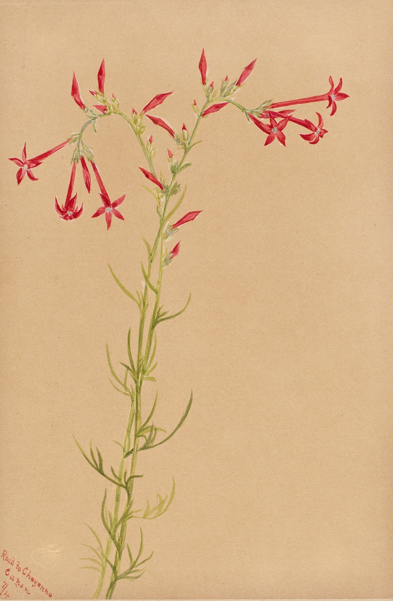 Mary Vaux Walcott - Flower Study