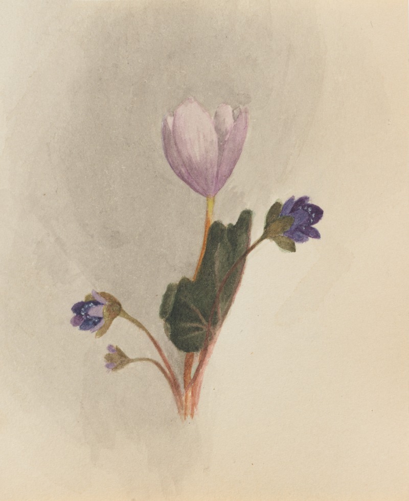 Mary Vaux Walcott - Flower Study