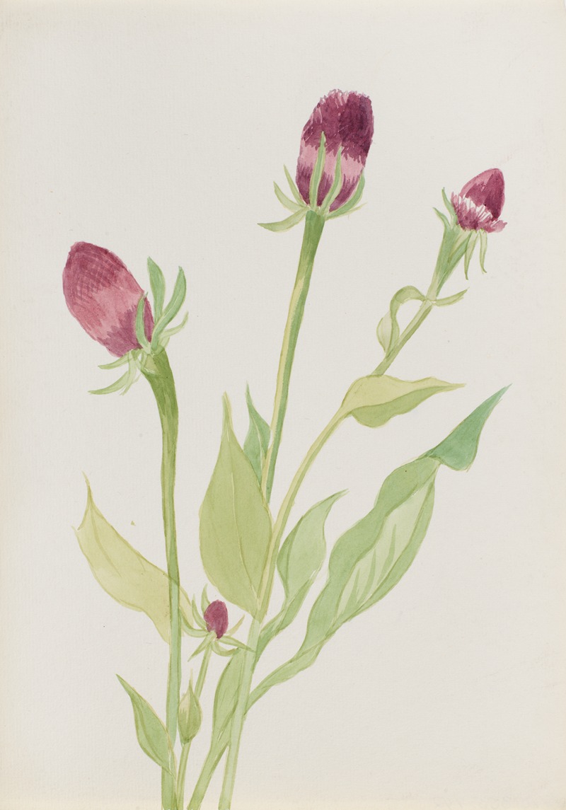 Mary Vaux Walcott - Flower Study