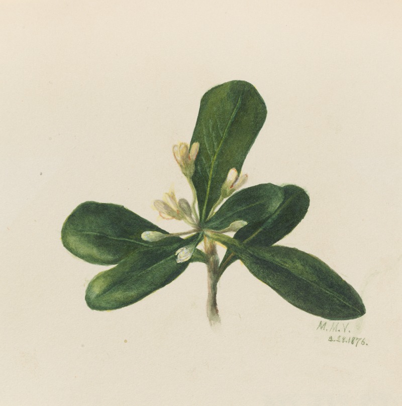 Mary Vaux Walcott - Flower Study