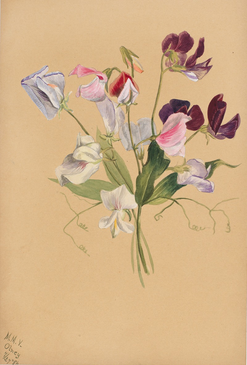 Mary Vaux Walcott - Flower Study