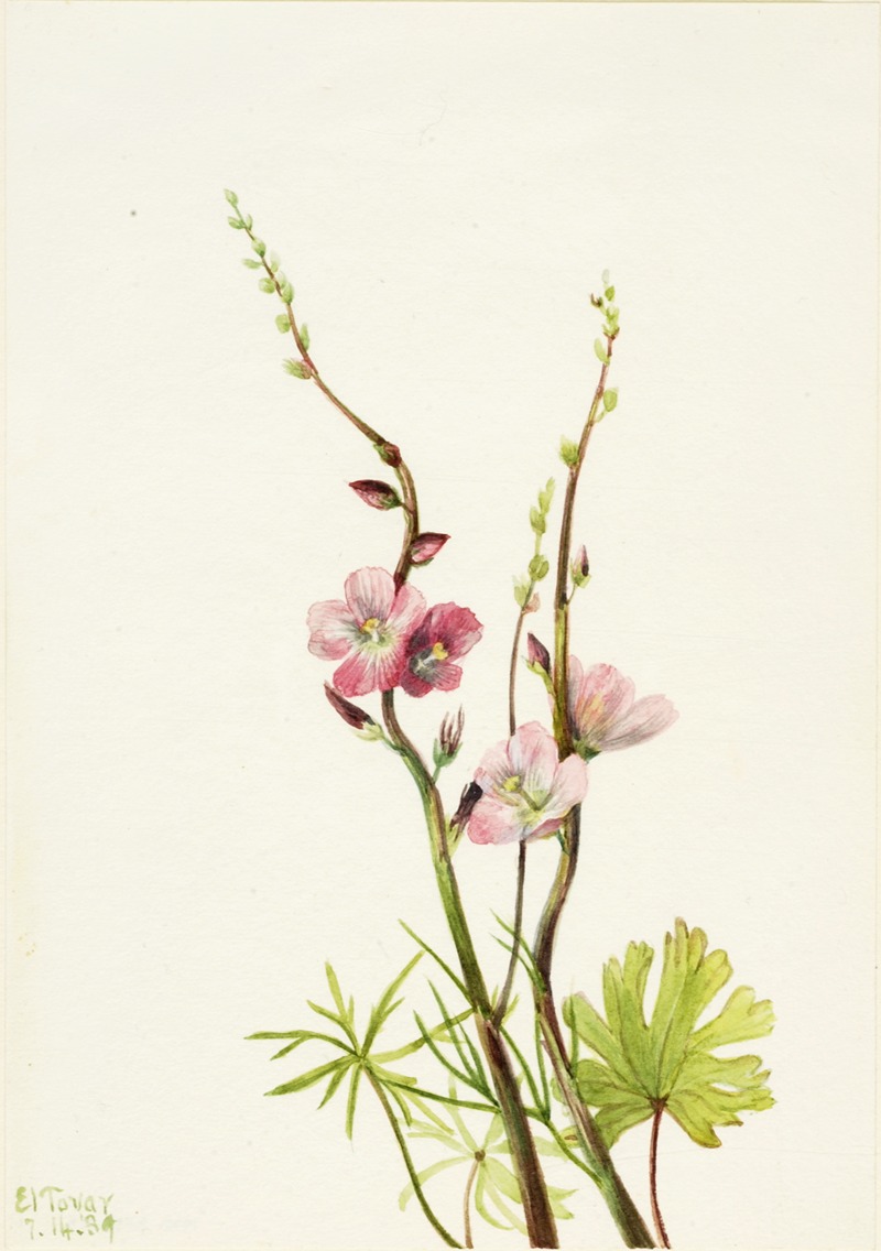 Mary Vaux Walcott - Flower Study