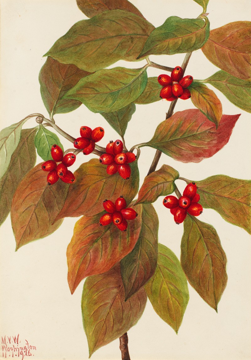 Mary Vaux Walcott - Flowering Dogwood (Cornus florida)