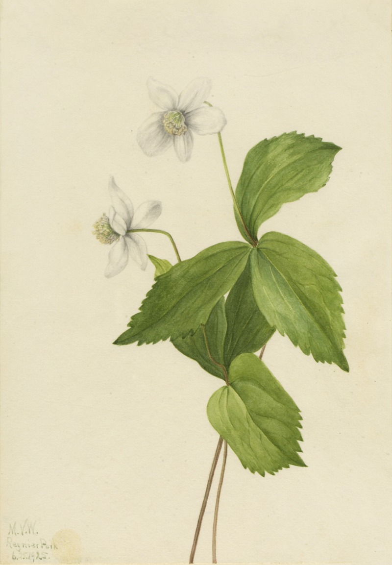 Mary Vaux Walcott - Forest Anemone (Anemone deltoidea)