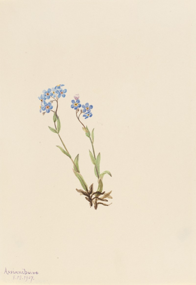 Mary Vaux Walcott - Forget-Me-Not (Myosotis alpestris)