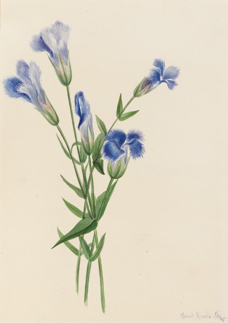 Mary Vaux Walcott - Fringed Gentian (Gentiana crinita)