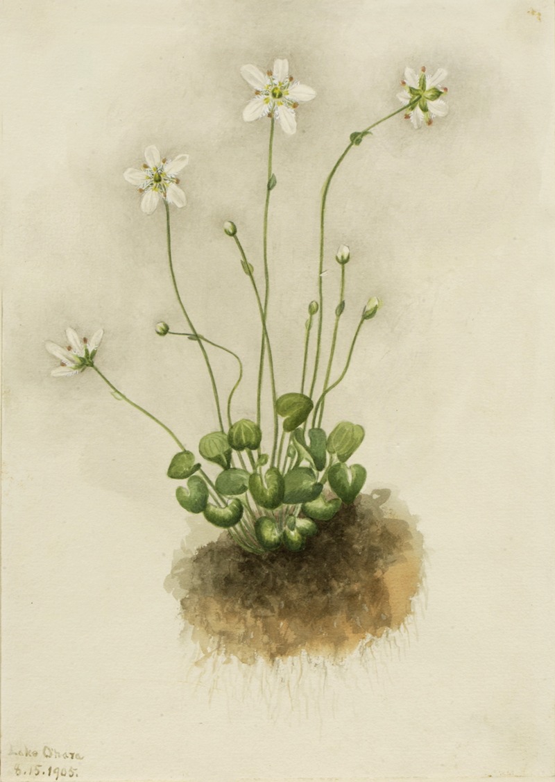 Mary Vaux Walcott - Fringed Parnassia (Parnassia fimbriata)