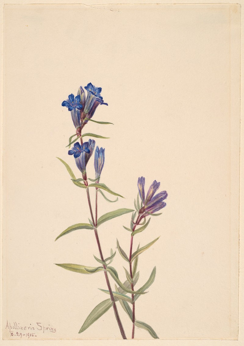 Mary Vaux Walcott - Gentian (Gentiana affinis)