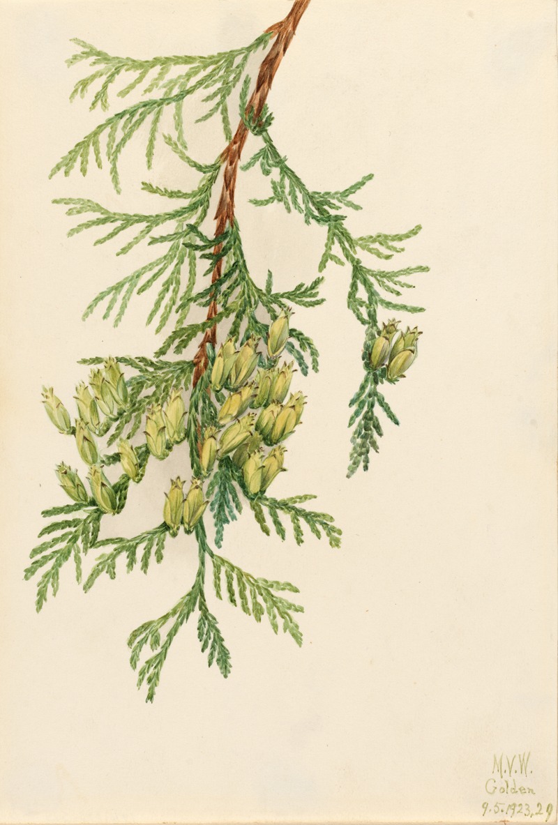 Mary Vaux Walcott - Giant Arborvitae (Thuja plicata)