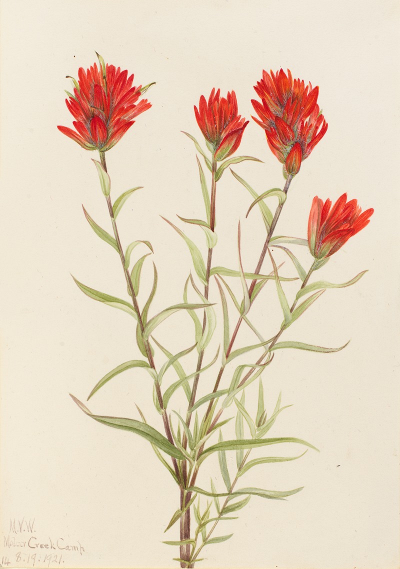 Mary Vaux Walcott - Giant Red Paintbrush (Castilleja miniata)
