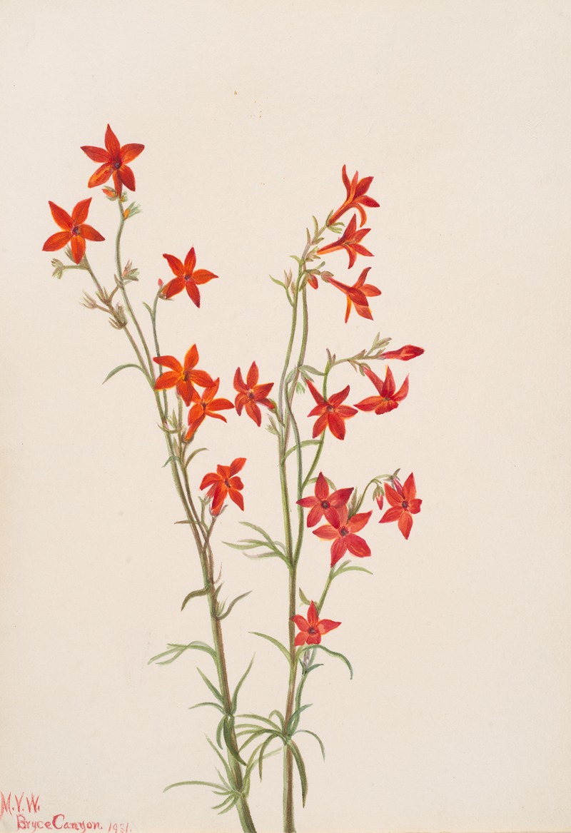 Mary Vaux Walcott - Gilia arizonica