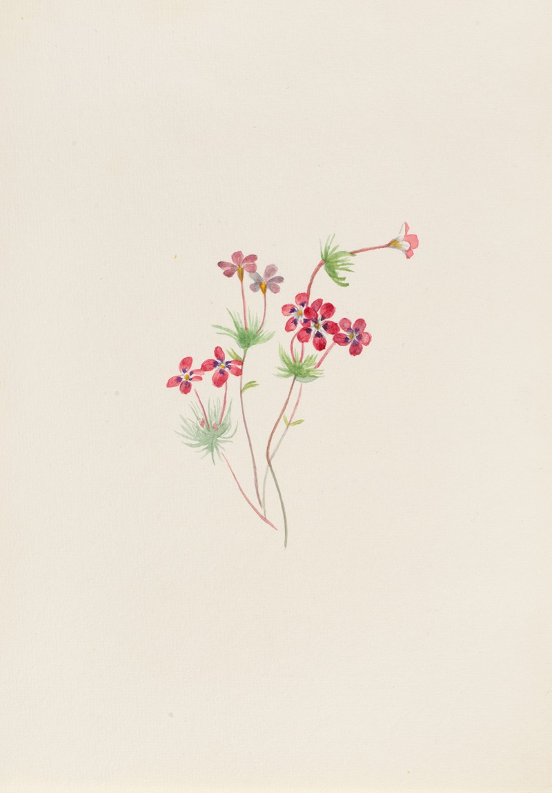 Mary Vaux Walcott - Gilia linanthus parviflorus