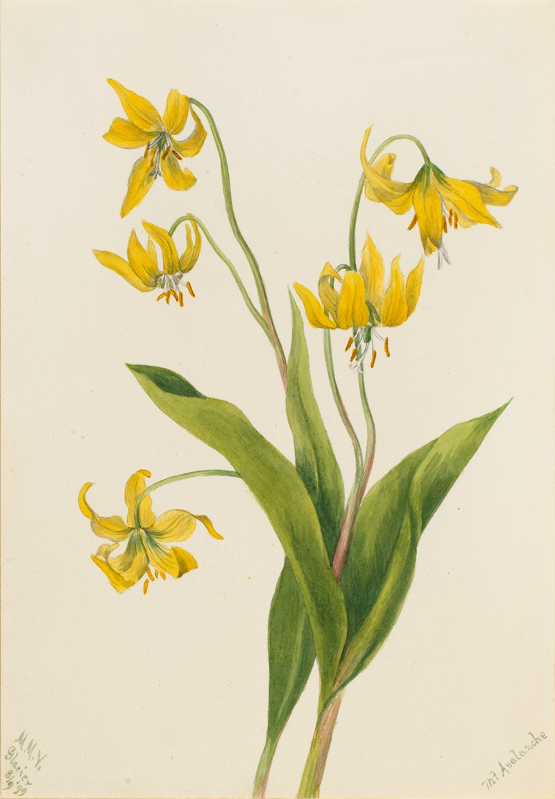 Mary Vaux Walcott - Glacierlily (Erythronium grandiflorum)