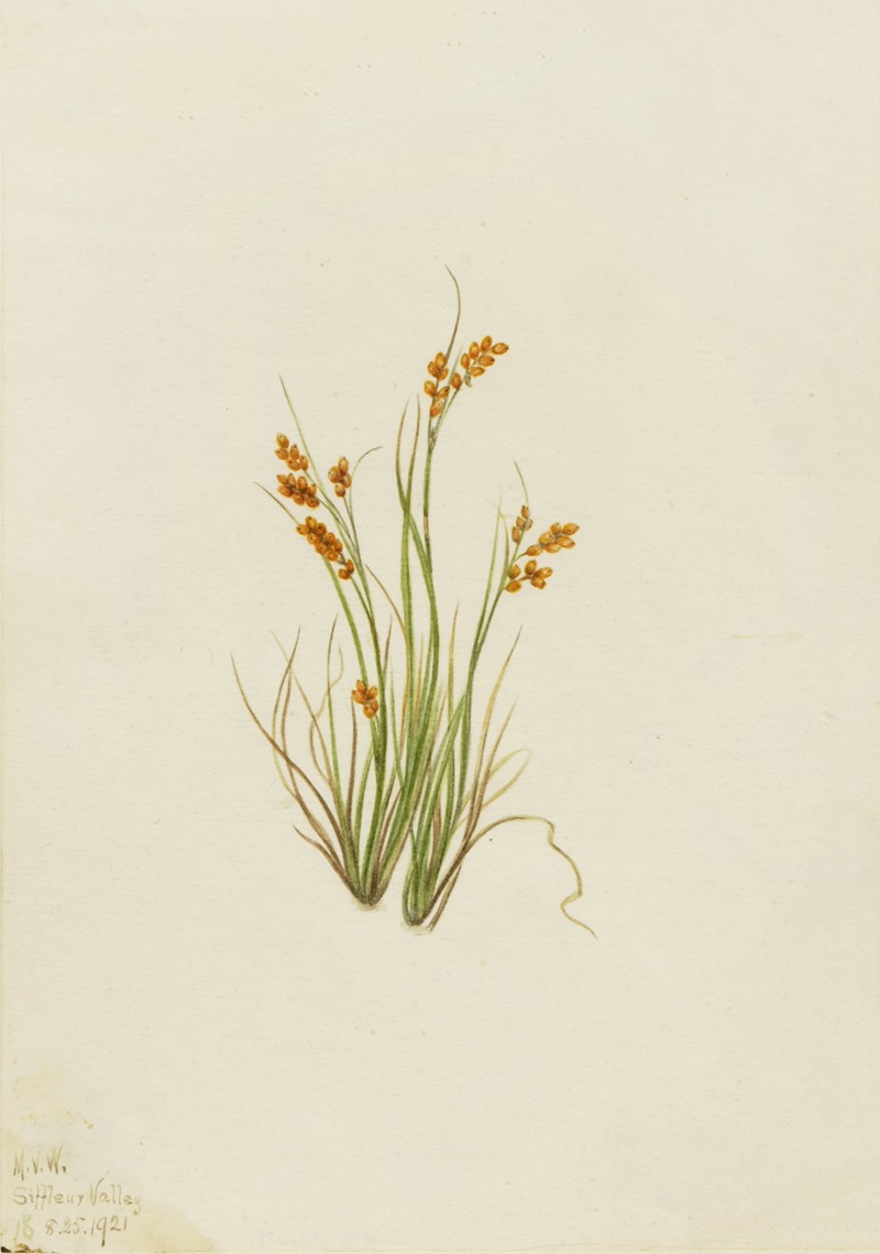 Mary Vaux Walcott - Golden Sedge (Carex aurea)