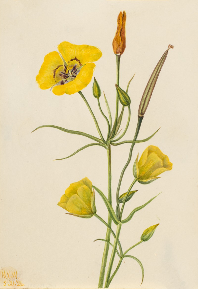 Mary Vaux Walcott - Goldenbowl Mariposa (Calochortus claratus)