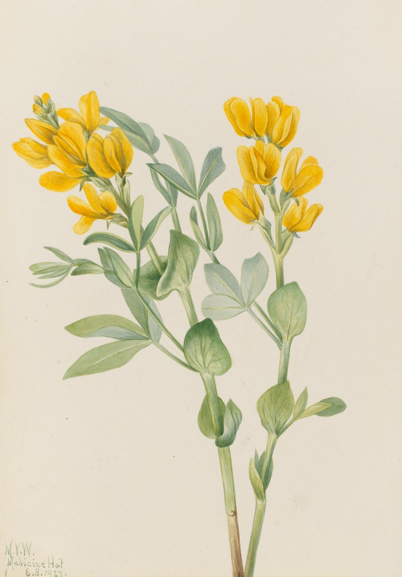 Mary Vaux Walcott - Goldenpea (Thermopsis rhombifolia)