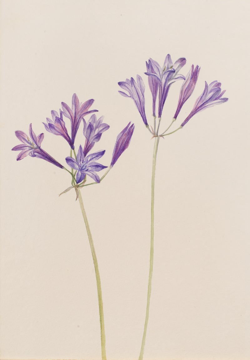 Mary Vaux Walcott - Grass Nut (Brodiaea laxa)