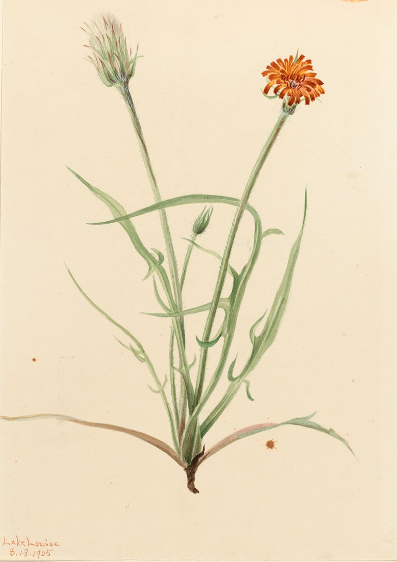 Mary Vaux Walcott - Grassleaf Agoseris (Agoseris graminifolia)