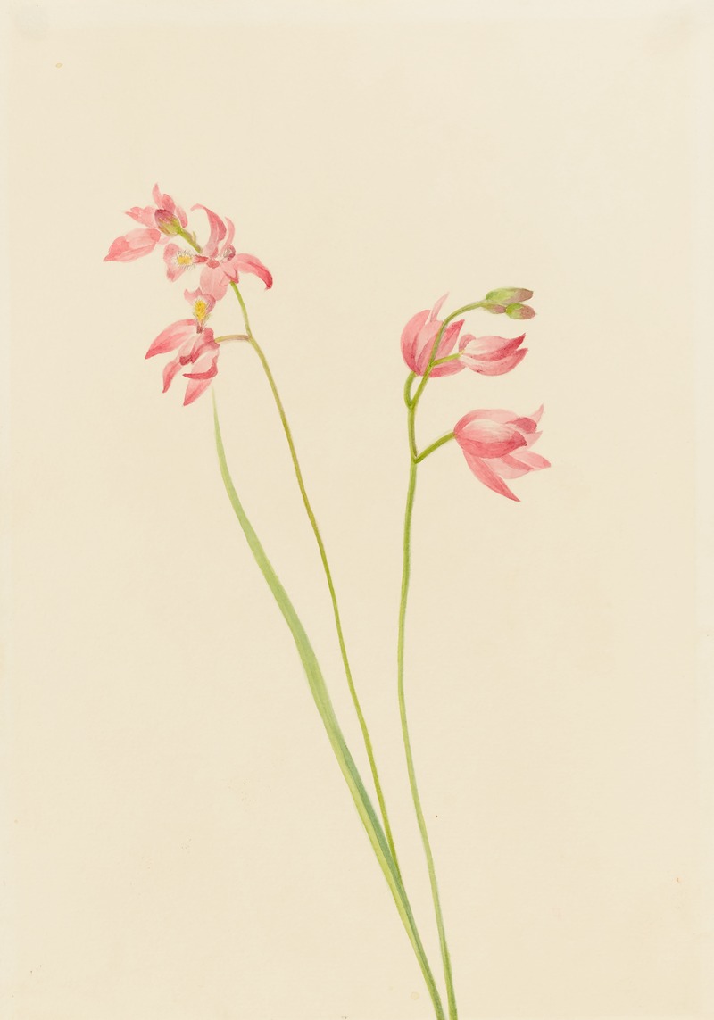 Mary Vaux Walcott - Grass-pink Orchid (Limodorum tuberosum)