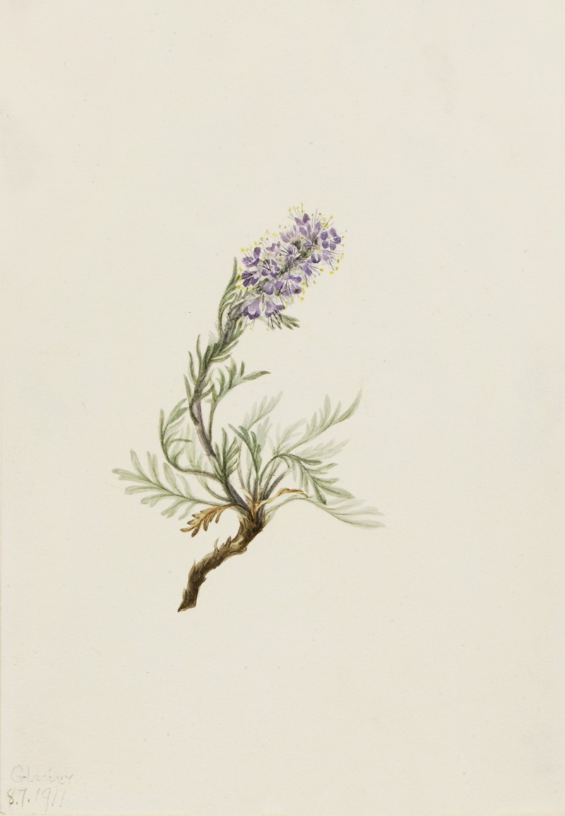 Mary Vaux Walcott - Gray Phacelia (Phacelia sericea)