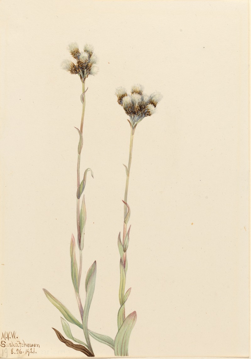 Mary Vaux Walcott - Gray Pussytoes (Antennaria howellii)