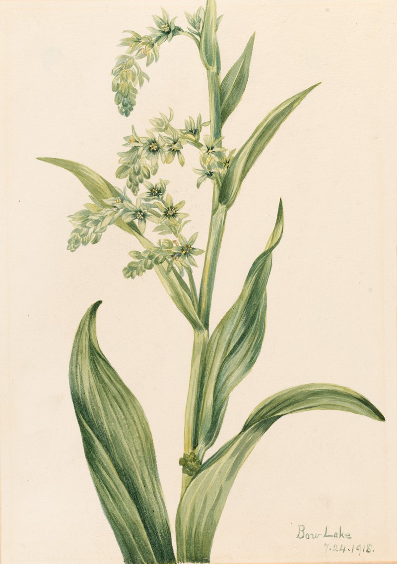 Mary Vaux Walcott - Green Bear Cabbage (Veratrum viride)