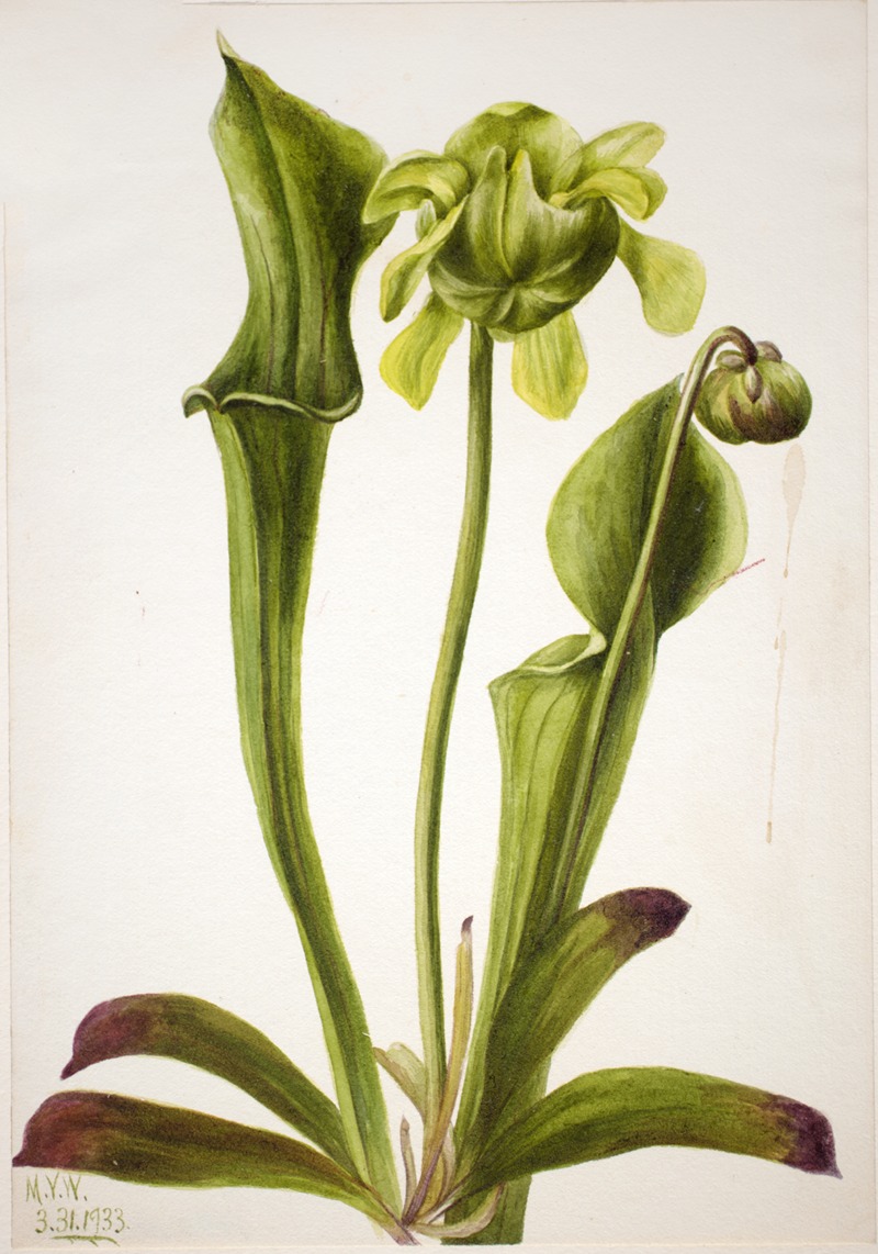 Mary Vaux Walcott - Green Pitcherplant (Sarracenia orephila)