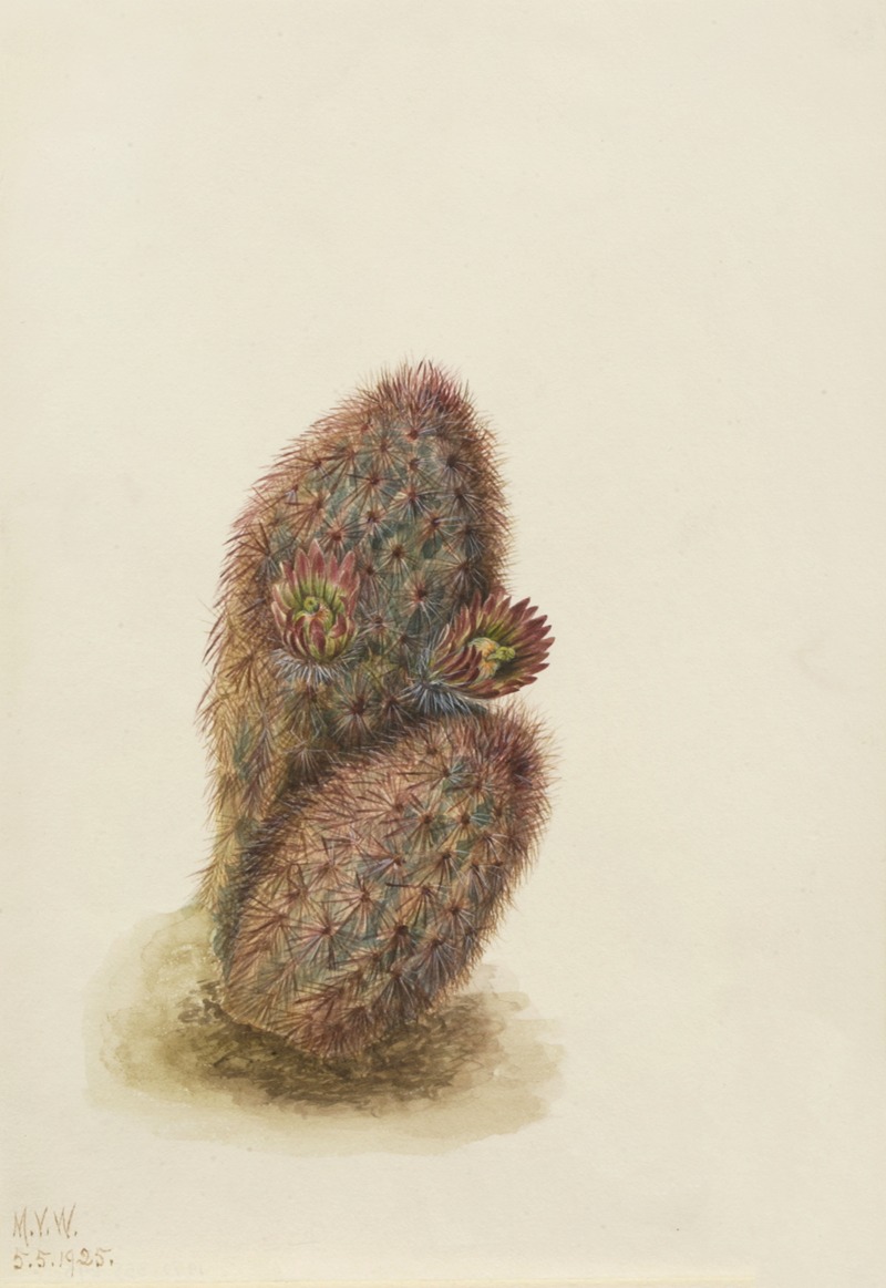 Mary Vaux Walcott - Green Strawberry Cactus (Echinocereus viridiflorus)