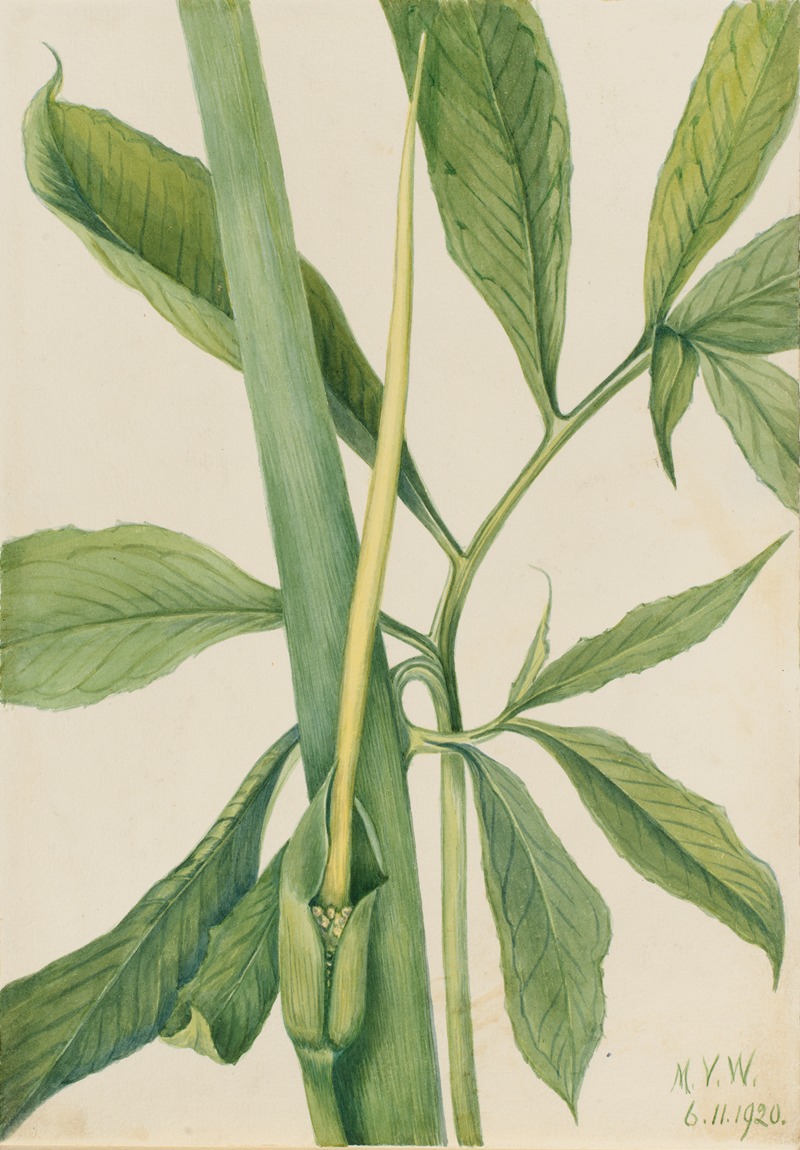 Mary Vaux Walcott - Greendragon (Arisaema dracontium)
