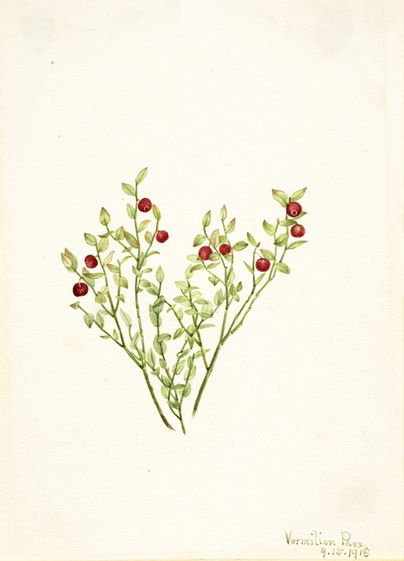 Mary Vaux Walcott - Grouse Whortleberry (Vaccinium scoparium)