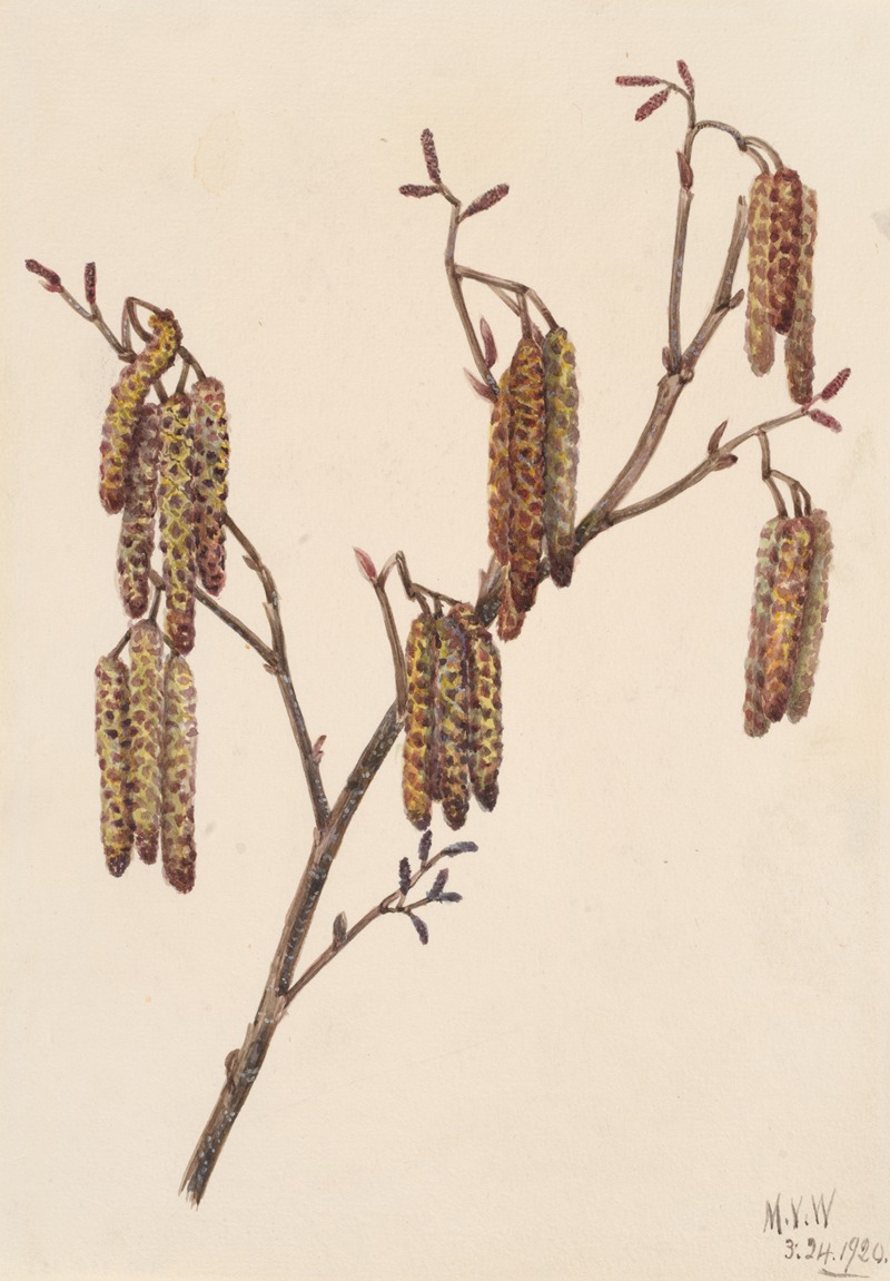 Mary Vaux Walcott - Hazel Alder (Alnus regosa)