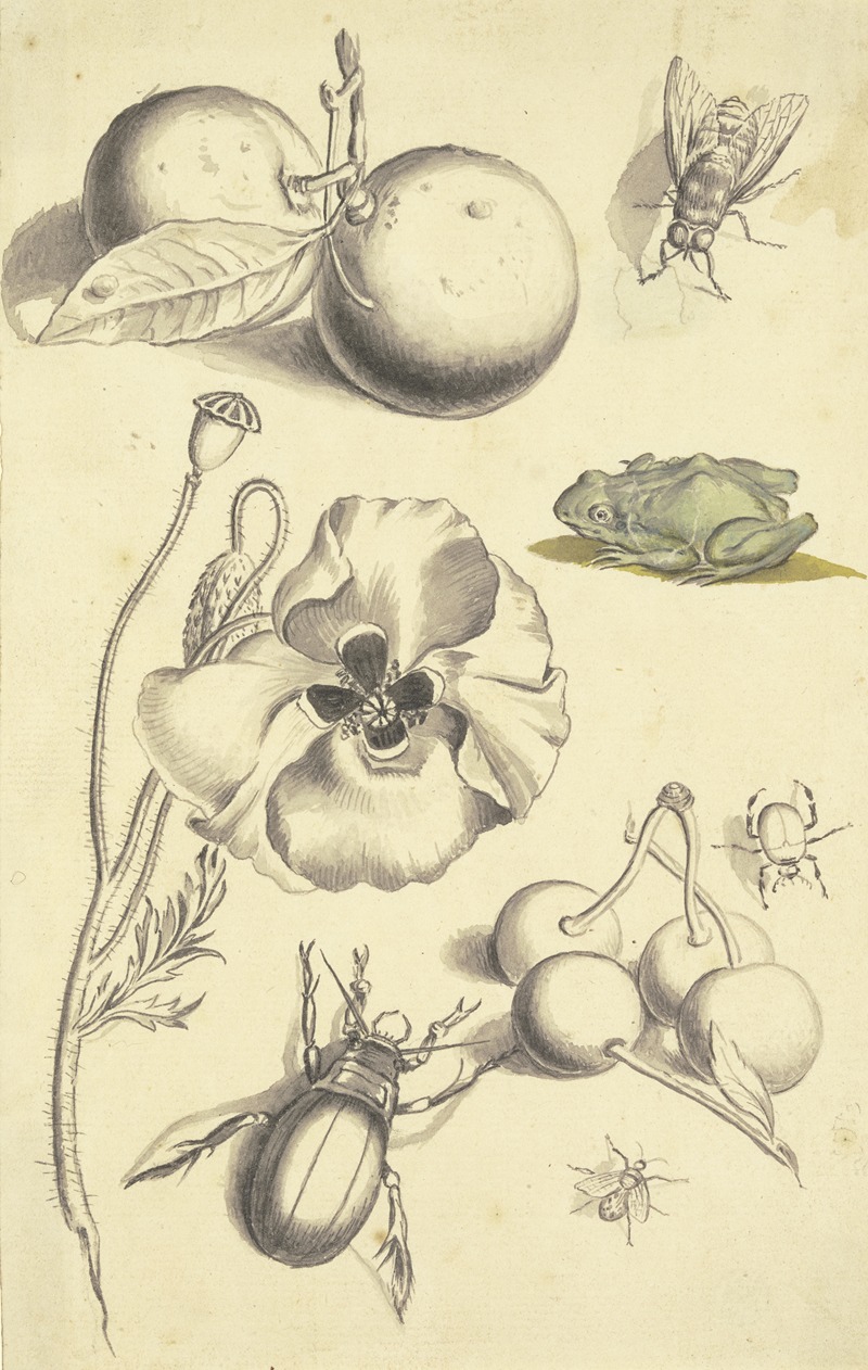 Johann Daniel Bager - Studienblatt mit einer Mohnblume, Pflaumen, Kirschen, zwei Käfern, einer Fliege, einer Biene und einem Frosch