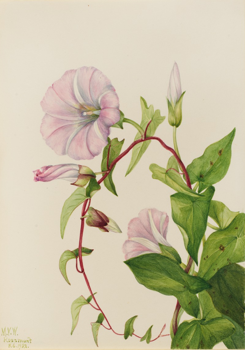 Mary Vaux Walcott - Hedge Bindweed (Calystegia (Convolvulus) sepium)