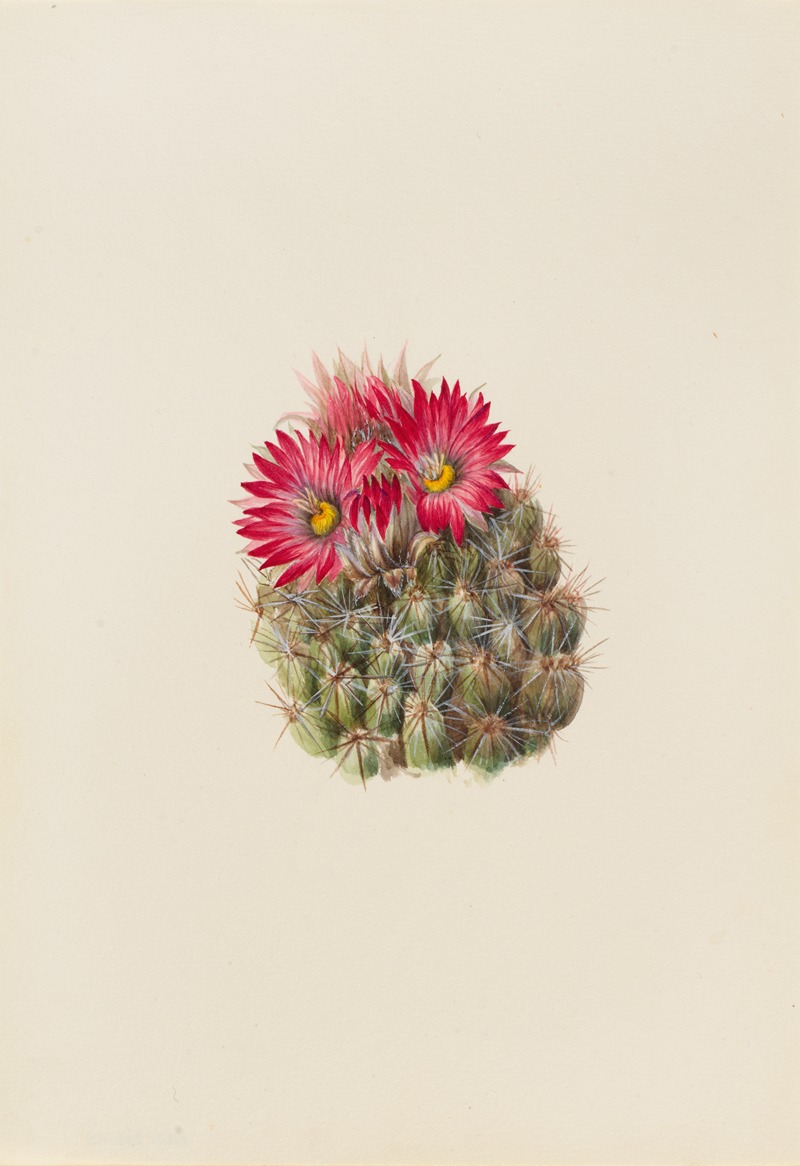 Mary Vaux Walcott - Hedgehog Cactus (Coryphantha arizonica)