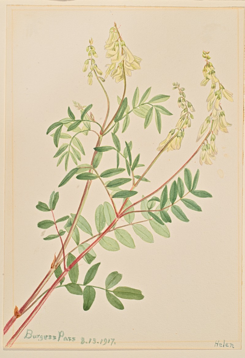 Mary Vaux Walcott - Hedysarum (Hedysarum sulphurescens)
