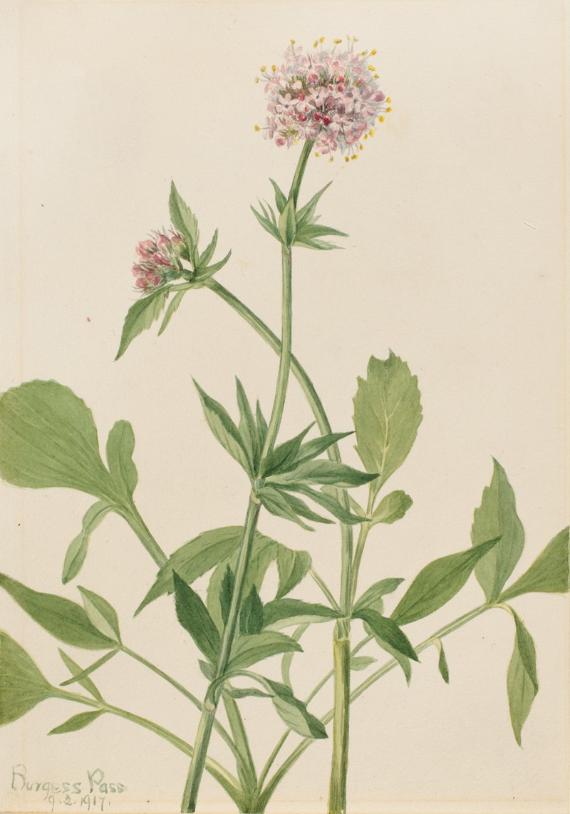 Mary Vaux Walcott - Heliotrope Valerian (Valeriana sitchensis)
