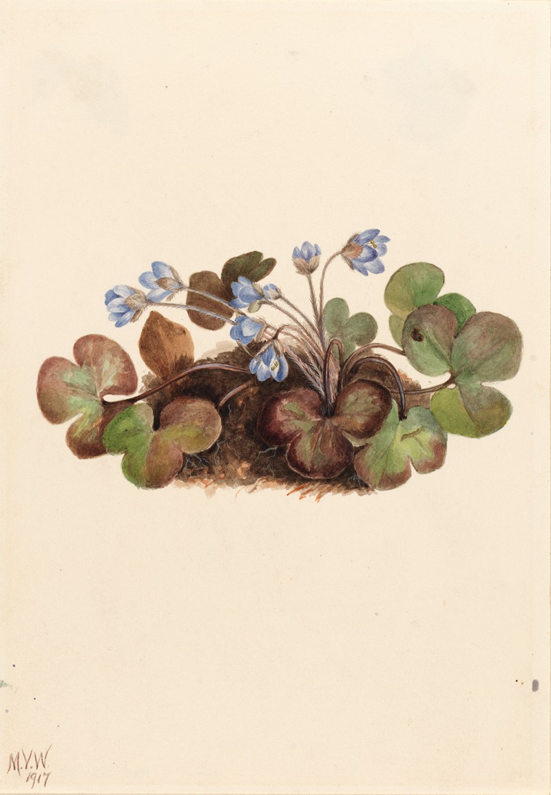 Mary Vaux Walcott - Hepatica (Hepatica americana)