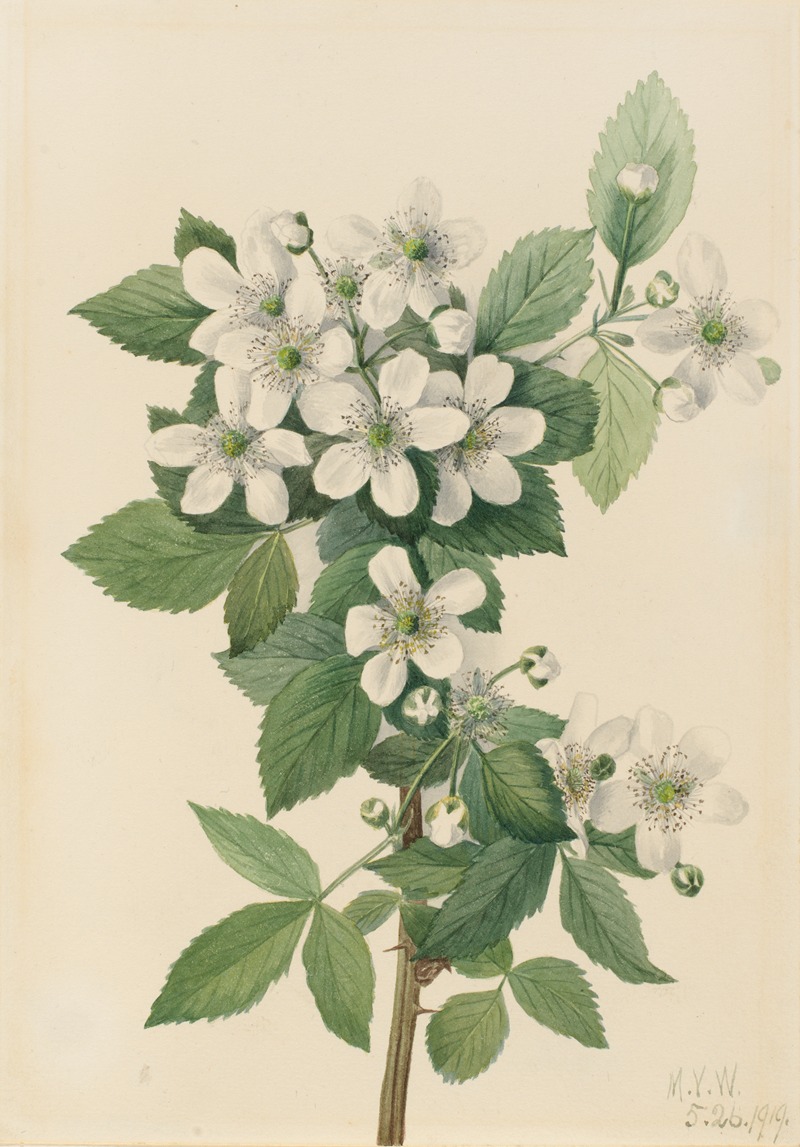 Mary Vaux Walcott - Highbush Blackberry (Rubus argutus)