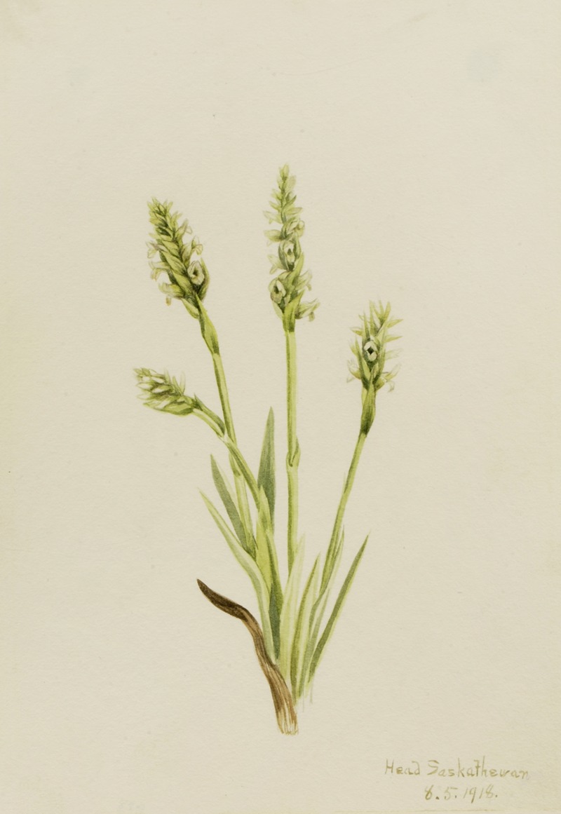 Mary Vaux Walcott - Hooded Ladies-Tresses (Ibidium strictum)