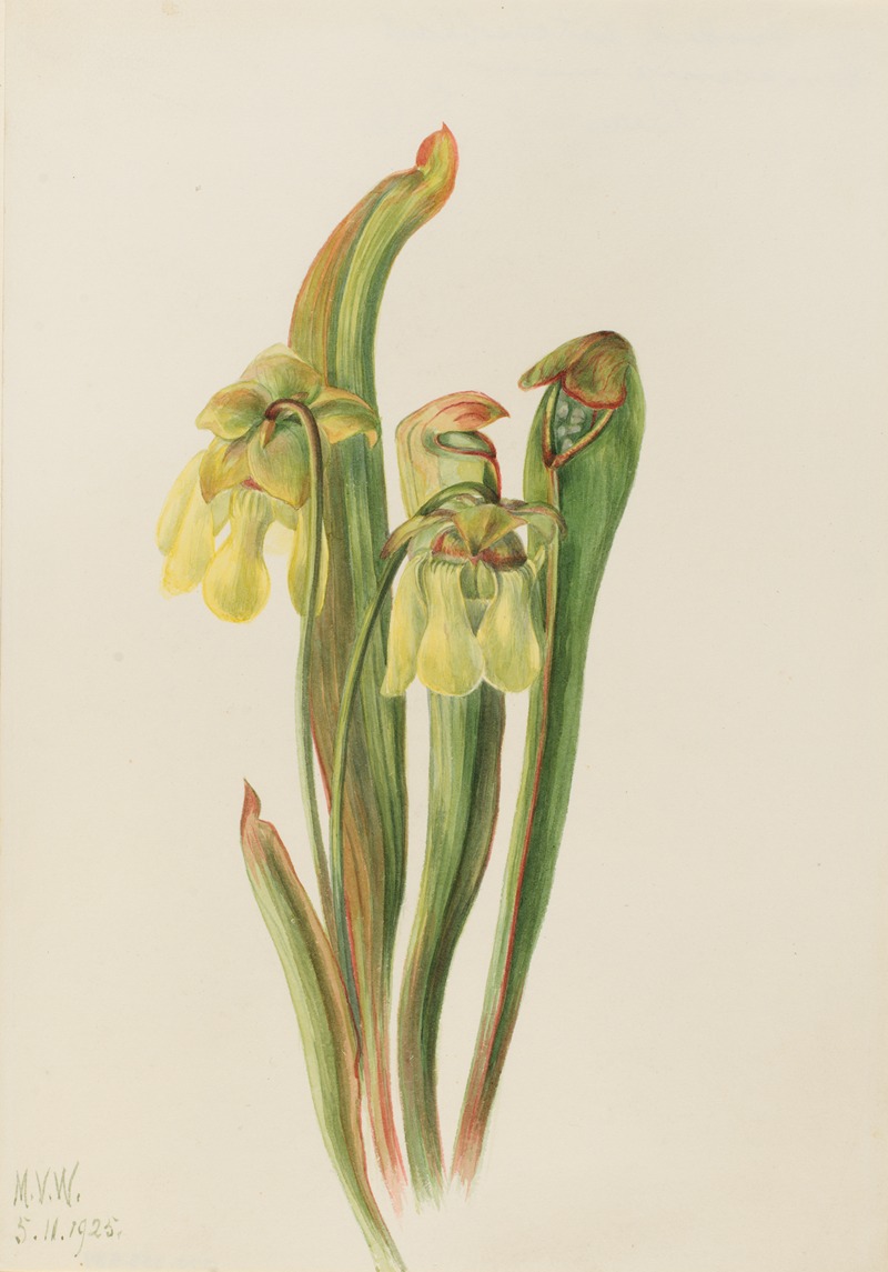Mary Vaux Walcott - Hooded Pitcherplant (Sarracenia minor)