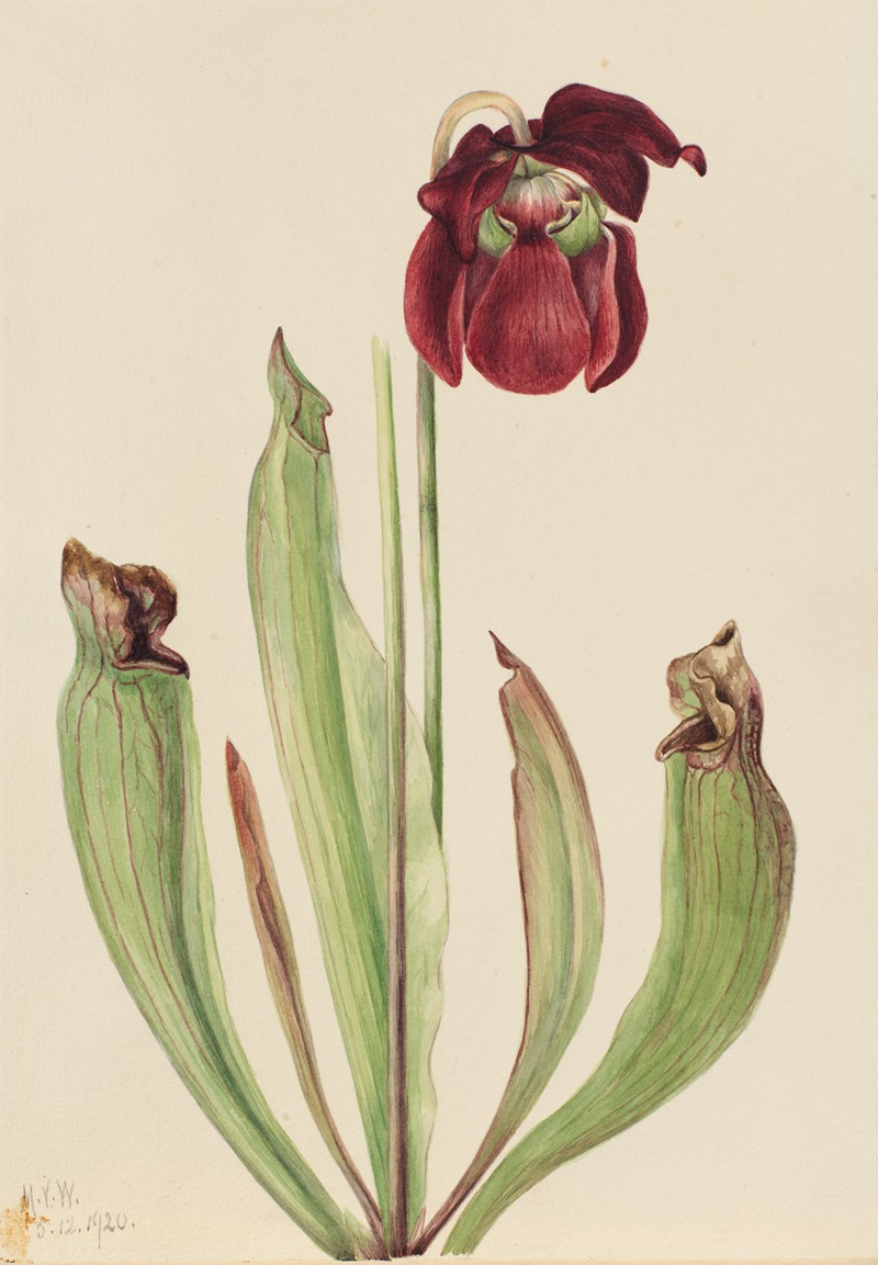 Mary Vaux Walcott - Hybrid Pitcherplant (Sarracenia rubra xs purpurea venosa)