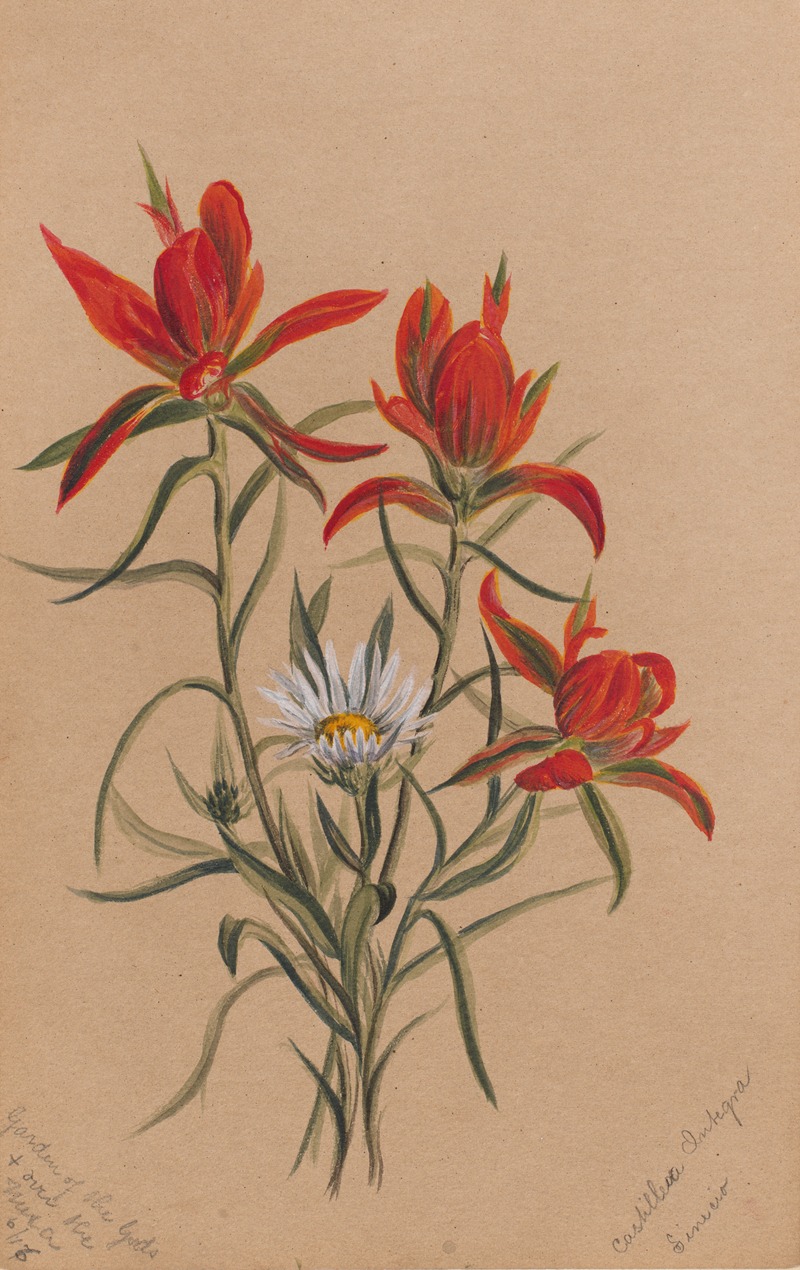 Mary Vaux Walcott - Indian Paintbrush (Castilleja rhexifolia)