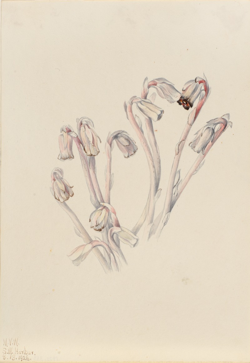 Mary Vaux Walcott - Indian Pipe (Monotropa uniflora)